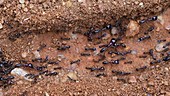 Ants moving, Kenya