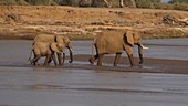 African elephants, Kenya