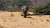 African elephants, Kenya