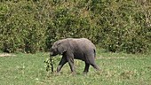 African elephant calf, Kenya