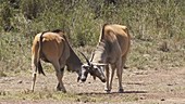 Cape elands fighting