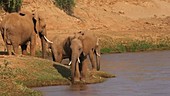 African elephants, Kenya