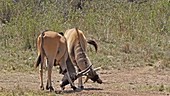 Cape elands fighting