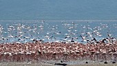 Flamingo colony, Kenya