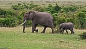 African elephants, Kenya