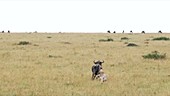 Cheetahs chasing wildebeest, Kenya