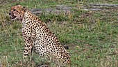 Cheetah, Kenya
