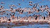 Flamingo colony, Kenya