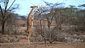 Gazelle eating, Kenya