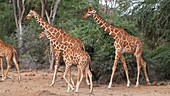 Giraffes walking, Kenya