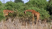 Giraffes eating trees, Kenya