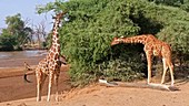 Giraffe in trees, Kenya