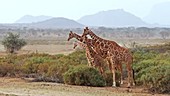 Giraffes in group, Kenya