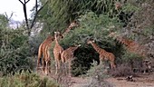 Giraffe eating leaves, Kenya