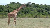 Giraffes, Kenya