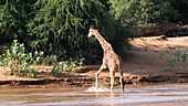 Giraffe eating leaves, Kenya