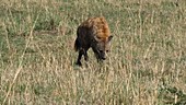 Spotted hyena, Kenya
