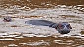 Hippopotamus in water, Kenya