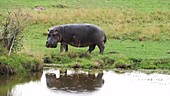 Hippopotamus by water, Kenya