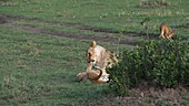 African lions playing, Kenya