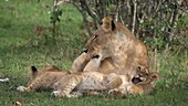 African lion mother and cub, Kenya