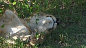 African lion sleeping, Kenya