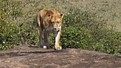 African lion drinking, Kenya