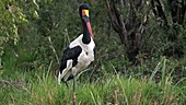 Saddle-billed stork, Kenya