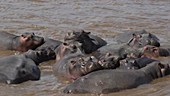 Hippos in river, Kenya