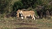 Lion carrying cub, Kenya
