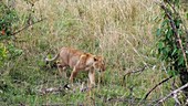 African cub, Kenya