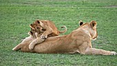 African lion and cubs, Kenya