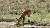 Male impala drinking, Kenya