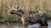 Spotted hyena cub, Kenya
