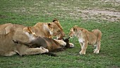 African lions with dead wildebeest, Kenya