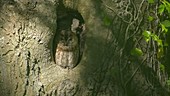 Tawny owl roosting in a tree