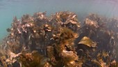 Tangle kelp