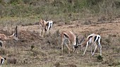 Grant's gazelle fighting, Kenya
