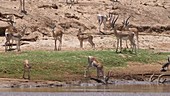 Grant's gazelle drinking, Kenya