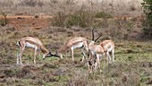 Grant's gazelle, Kenya