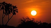 Tropical sunset, Kenya