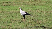 Secretary bird, Kenya