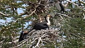 Cormorants in tree, Kenya