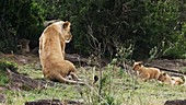 African lion with cubs, Kenya
