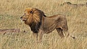 Male African lion, Kenya