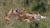 African lions and cubs, Kenya