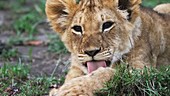 African lion cub, Kenya