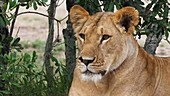 Female African lion, Kenya