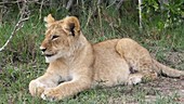 African lion cub, Kenya