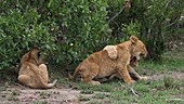 Lion cubs playing, Kenya